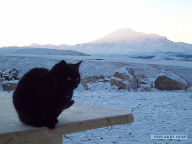Котовторник 15.02.2011