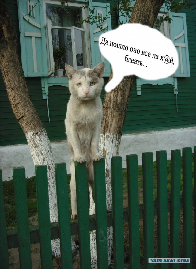 Кот - хипстер