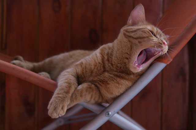 Котовторник!