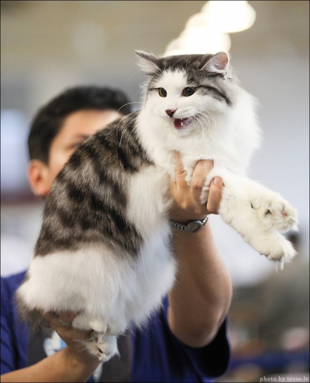 Котовторник! 08.11.11