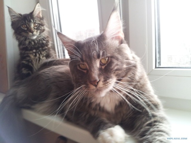 Котовторник (10.01.2012)