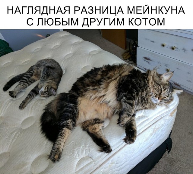 Немного милоты
