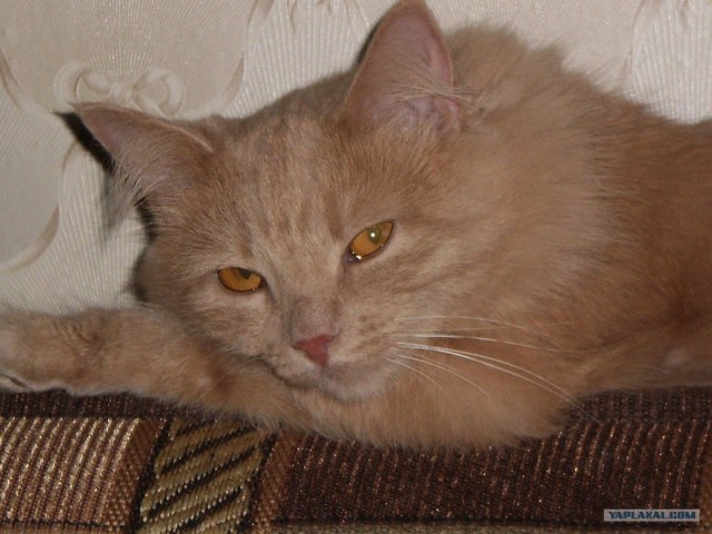 Котовторник (24. 01. 2012 )