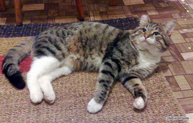 Котовторник (14.02.2012)