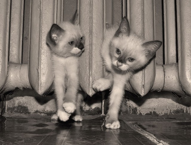 КОТОВТОРНИК (6.03.2012)