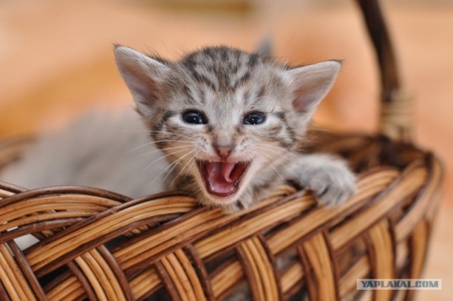 Котовторник! 13.03.2012