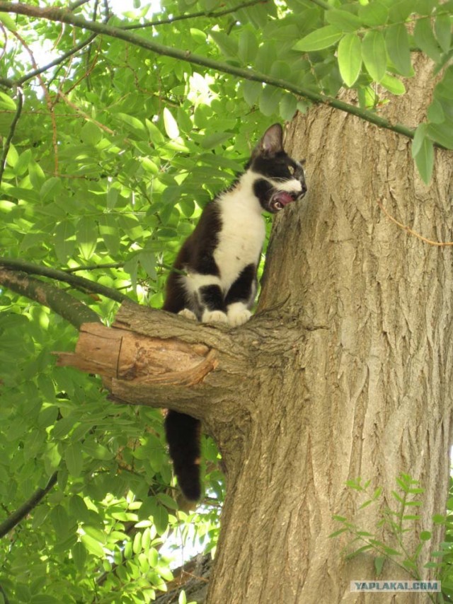Котовторник 22.05.2012