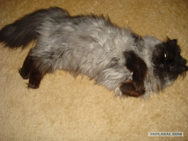 Котовторник на 26.06.12
