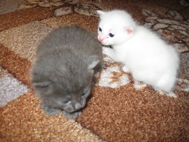 Котовторник 10. 07. 2012
