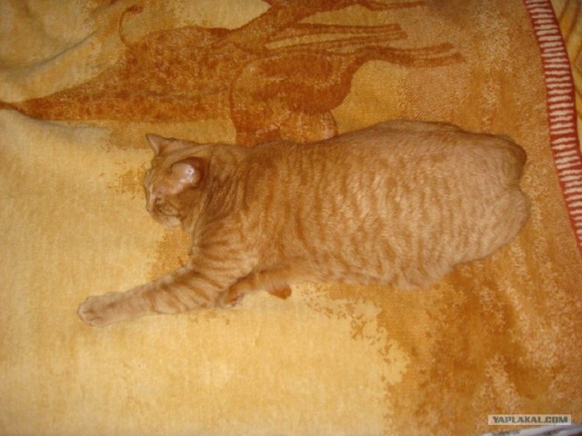 Котовторник  21.08.12
