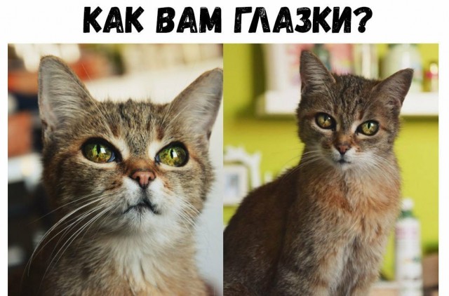 Фотографии, которыми коты могут гордиться