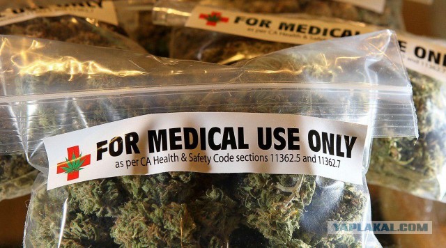 В России начали исследовать медицинскую марихуану