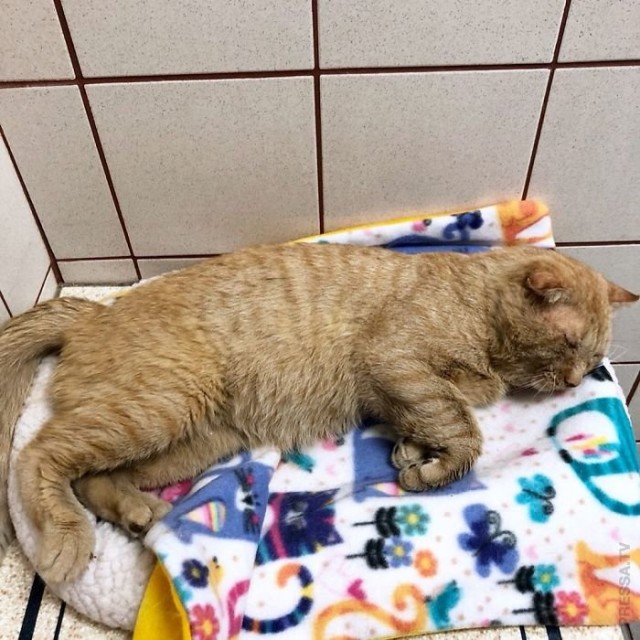 Спасение мистера Брюса Уиллиса – самого грустного кота