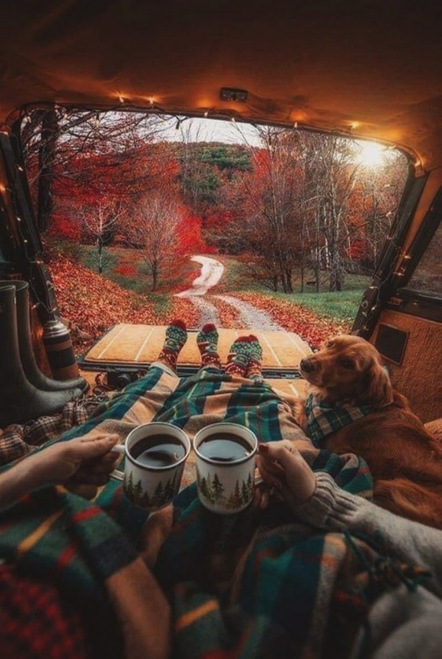 Эти забавные животные