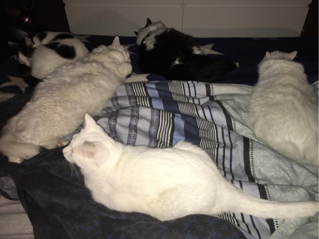 Котовторник 13.10.2020