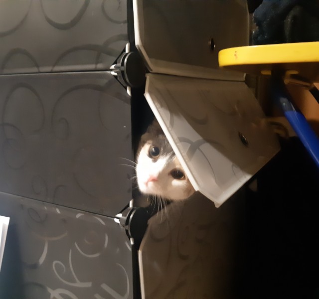 В завершение котовторника.