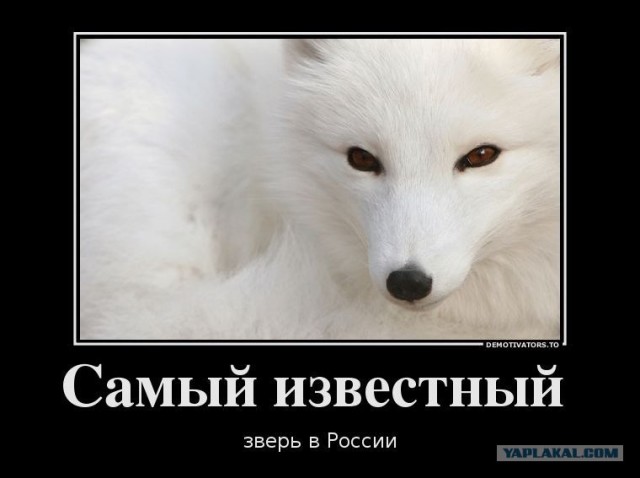 Писец, одним словом.
