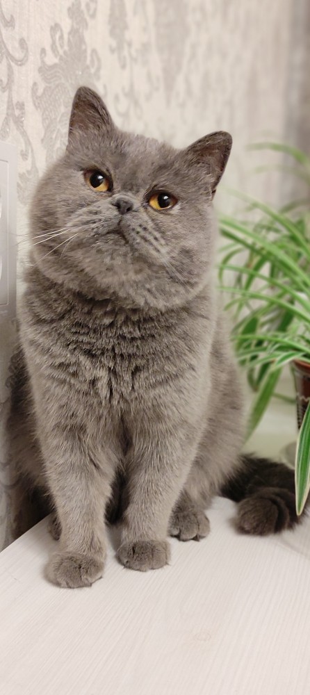 Новая хозяйка (к котовторнику)