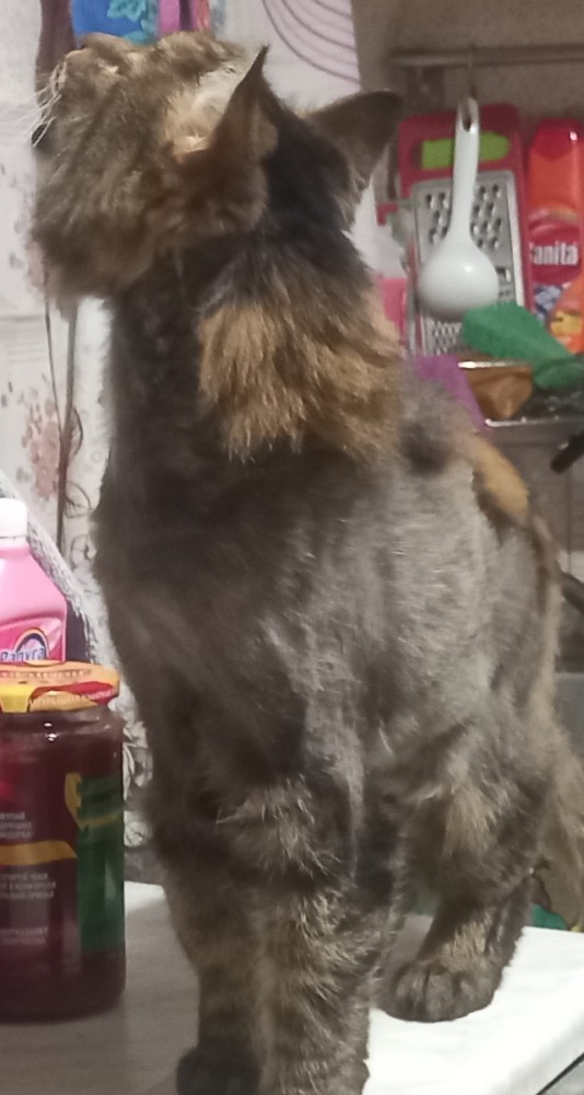 Котовторнику быть