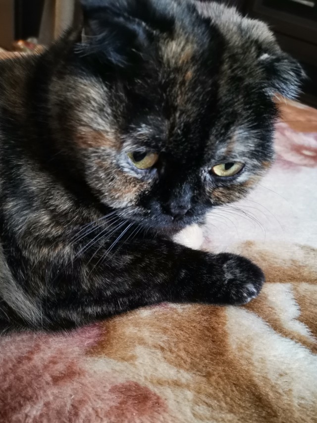 Вторник. Котэ. Пора