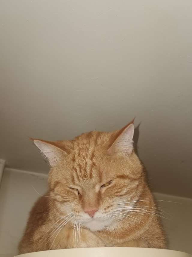 Котовторник