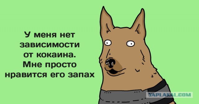 В Бразилии полицейская собака разнообразила игру, вторгшись на поле и завладев футбольным мячом