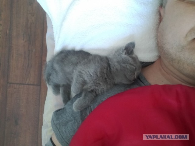 Они для нас - страница в жизни... Котовторник.