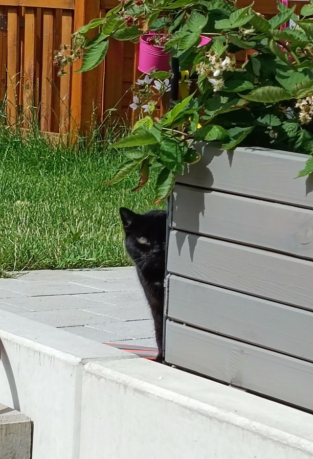 Кот