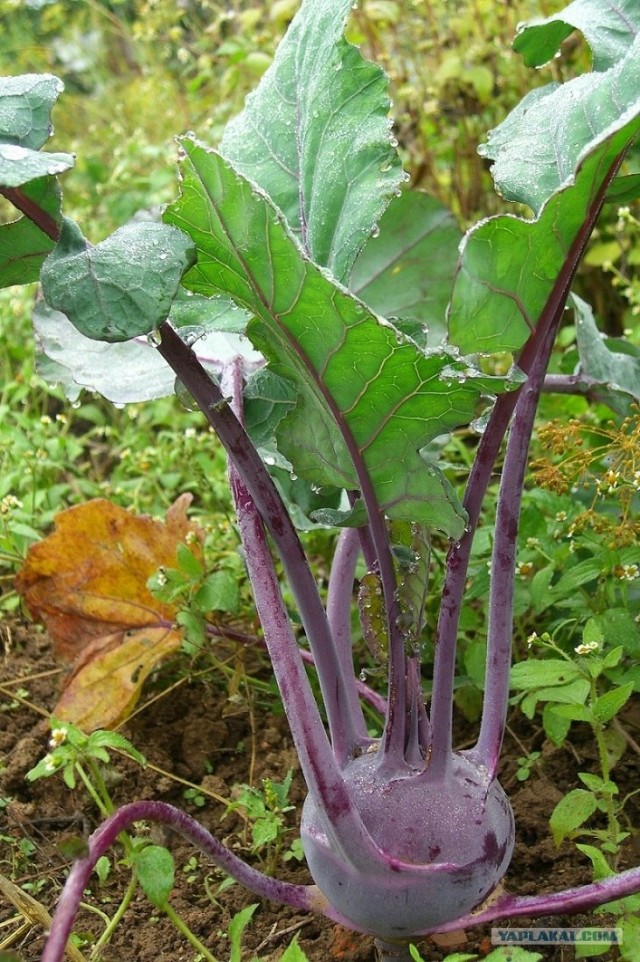 День рождения у Водомерки