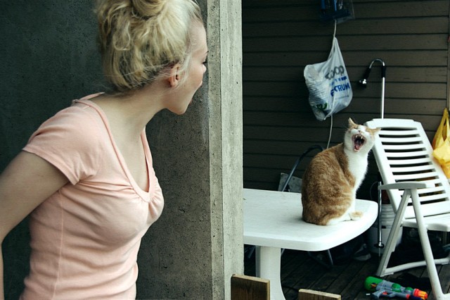 "Мой" котовторник