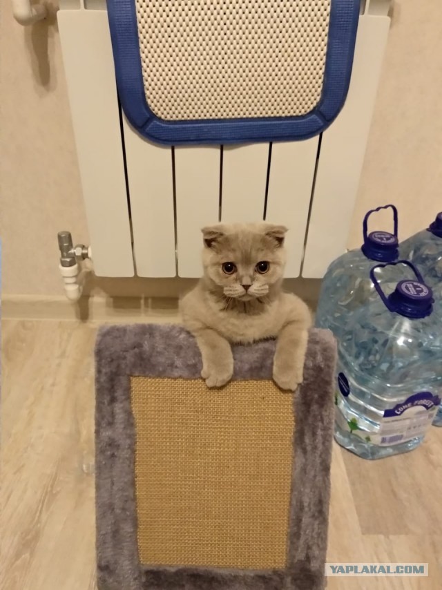 Сегодня День защиты черных котов!