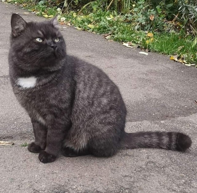Мой котовторник
