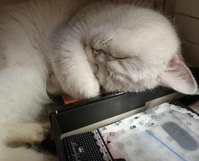 Коты-работяги