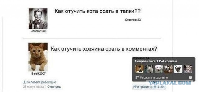 Как отучить кота ссать мимо лотка