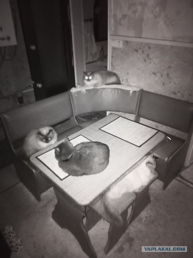 Коты белые, 12 литров