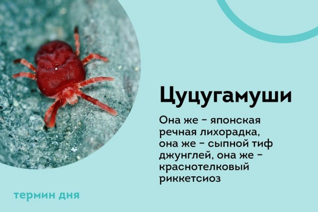 Победная поступь идиотизма по планете – том 10