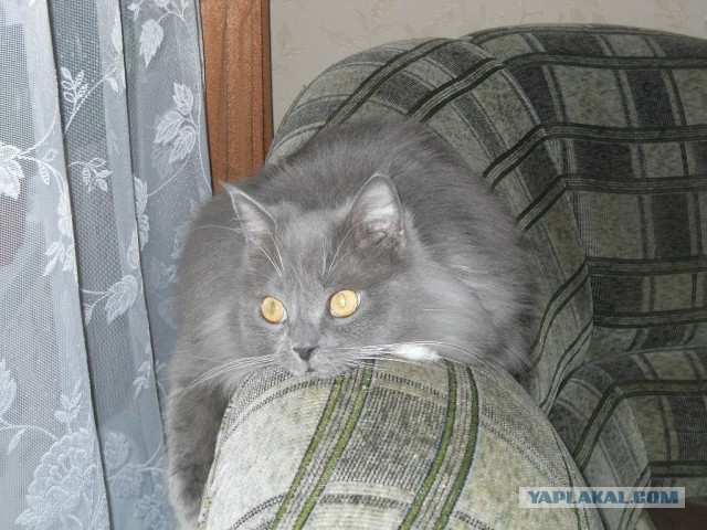 Котовторник 09.04.2013