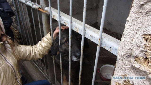 Крым в феврале или "Не стреляйте в белых лебедей!"