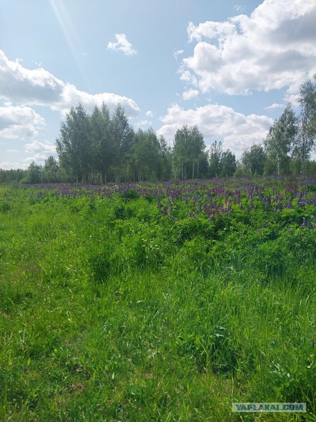 Как прекрасен этот мир