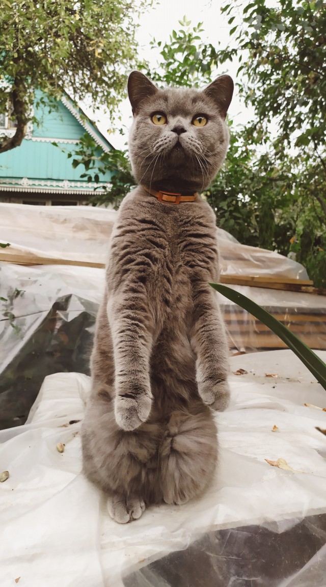 Квартирный кот впервые в деревне