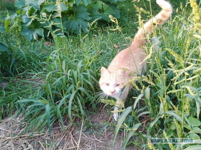 Жизнь домашнего приюта для котеек 458