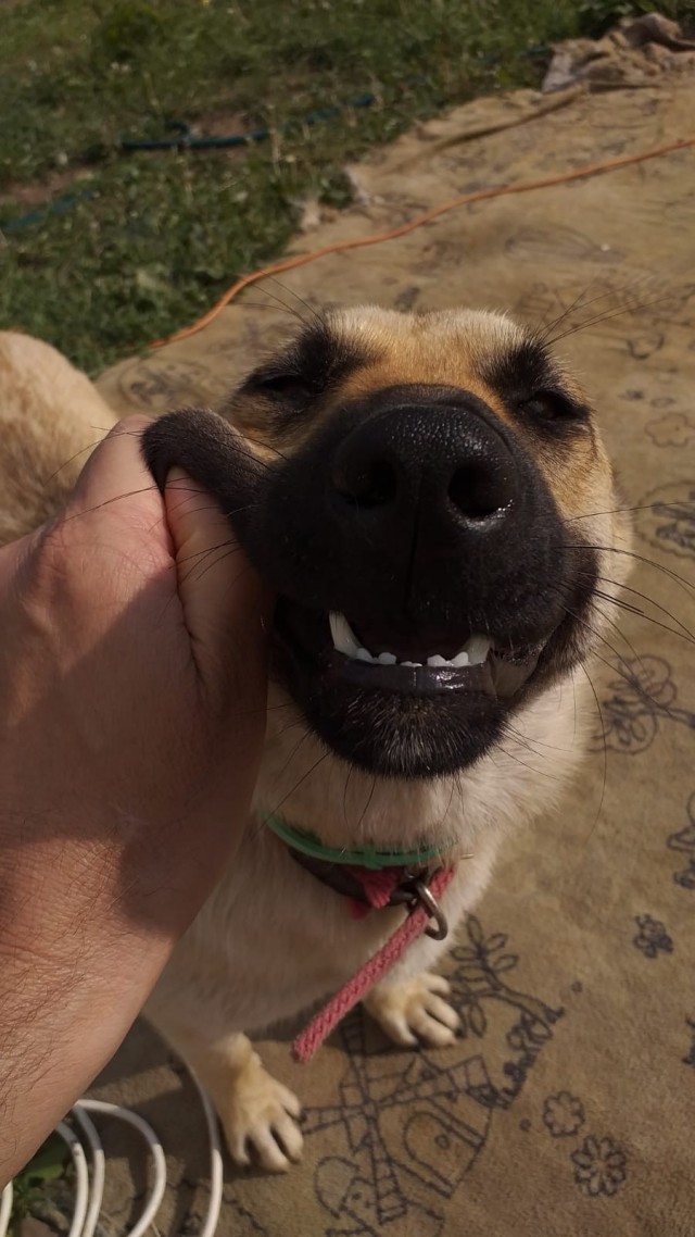 Эх, собакочетверг же