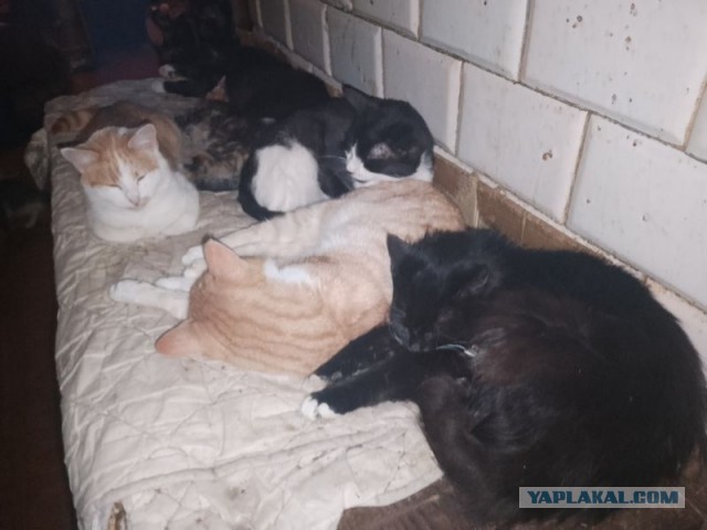 Жизнь домашнего приюта для котеек 479