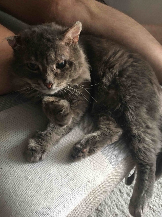 К котовторнику. Опять