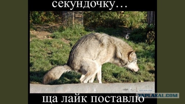 Любимая испекла мне шарлотку