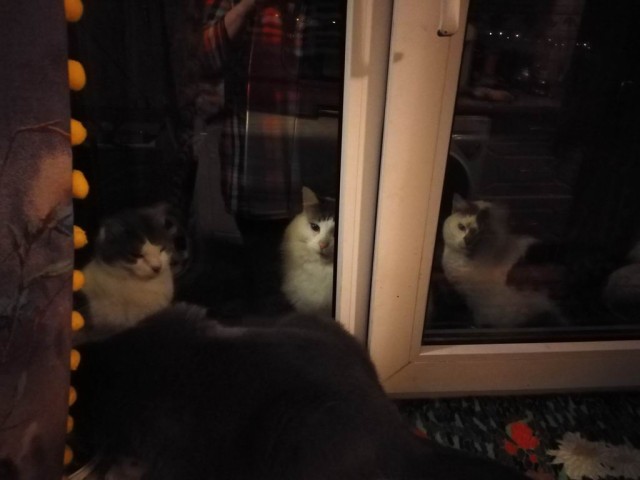 Толстые коты