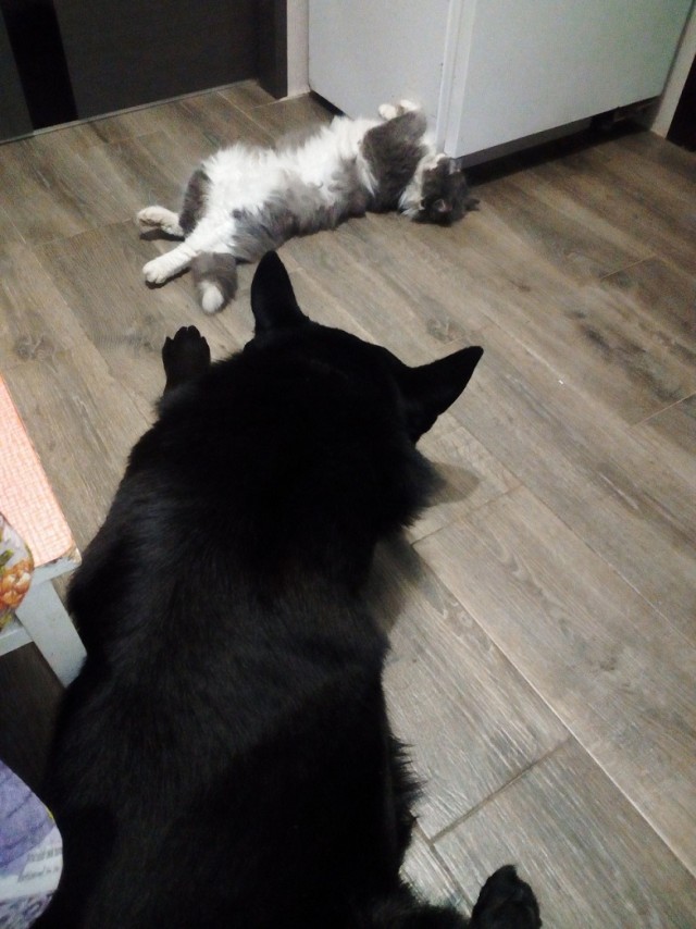 Коть, тебе нормально?