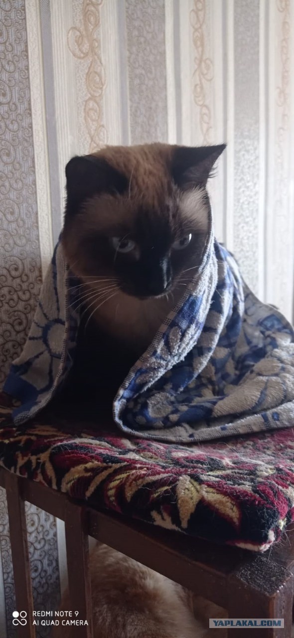 Ксюксюка-урурука, знакомтесь.