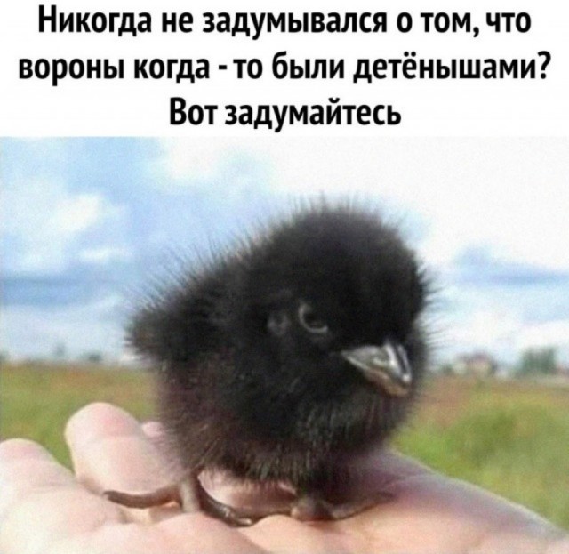 Весёлый полтишок 26.07.24
