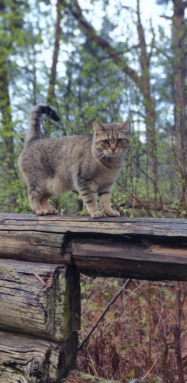 Разбавим политоту и жесть природой